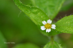 Galinsoga parviflora